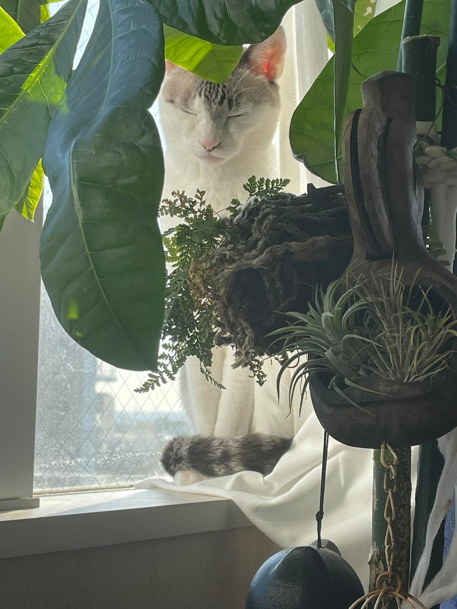 猫は朝日で太陽光充電できるらしい。