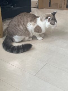 【術後3日目】
塗る絆創膏的なものがとれました。
人口かさぶた？
じっくり傷口を見たけど、炎症なし、滲出液もなし、痛みもなし。
傷ってこんなに早く治るものだっけ？

20年前どうしてあんな風に腫れたり痛んだりしたんだろう？
今回の先生の手際が良過ぎたのかなあ。やはり技術は重要。

もう傷は痛く無いけど、、指を反らせると指が痛い。
でもこれは、ばね指の時からの痛み。指の動きが悪い間に、腱が硬くなったんだろう。暇さえあればじわじわとのばすリハビリをしている。

そして、恐る恐る握り込んでみると、多少痛みはあるものの、もうロックしない。

ばね指症状は、完全になくなった。
ばね指報告、以上で終了します。

ばね指の人、恐れないでやるべき！

写真は興奮でおしっぽバンバン猫。