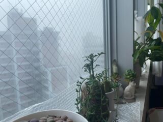 今日は霧。
手の痛みは、痛み止めのおかげもあって、あまり無い、というか、今までの腱鞘炎の痛みと同じくらい。

恐る恐る包帯の下を覗いてみたら、ガーゼも何もなく、透明の塗る絆創膏？が塗ってあるだけ。腫れもなく、炎症も無い綺麗なもんだ。
糸で縫ってあるようにも見えない。
ひょっとしたら接着剤でくっつけてるのかも。
明日診察あるので聞いてみよう。
写真は20年前にやった同じ手術の跡。
斜めに切ってある。
今回は真っ直ぐ。
要するに運命線が刻まれたってことか。

先生、手相考えたのかしら？（笑）