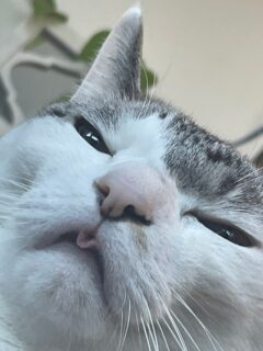 猫はちょびっとベロだし👅。
今日はカフィーでランチ。
昼から娘がケーキ持ってきてくれた。